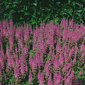 Chinensis Astilbe Seeds – 20/100/200 Pcs Perennial, Shade Tolerant Flower Seeds for Planting Vibrant Pink Blooms in Moist Areas,  Pollinator-Friendly Garden Borders with High Germination Rate(20 Seeds)