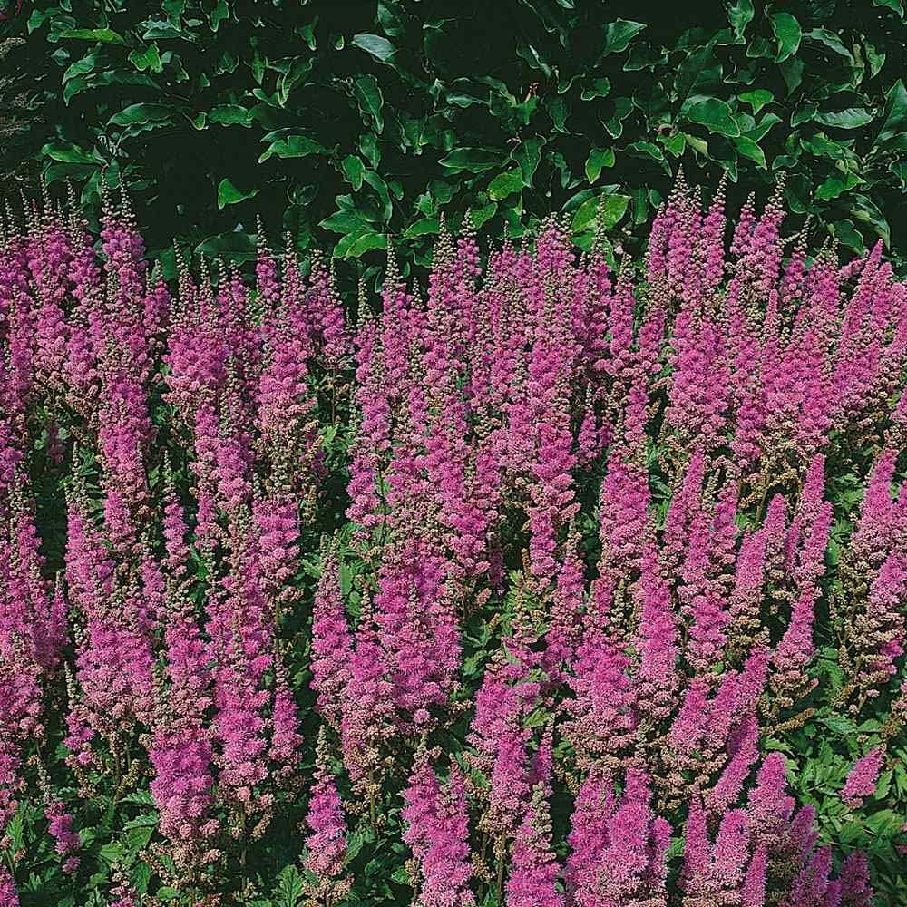Chinensis Astilbe Seeds – 20/100/200 Pcs Perennial, Shade Tolerant Flower Seeds for Planting Vibrant Pink Blooms in Moist Areas,  Pollinator-Friendly Garden Borders with High Germination Rate(20 Seeds)