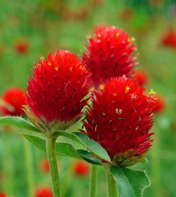 200 Strawberry Fields Globe Amaranth Seeds. Ships free