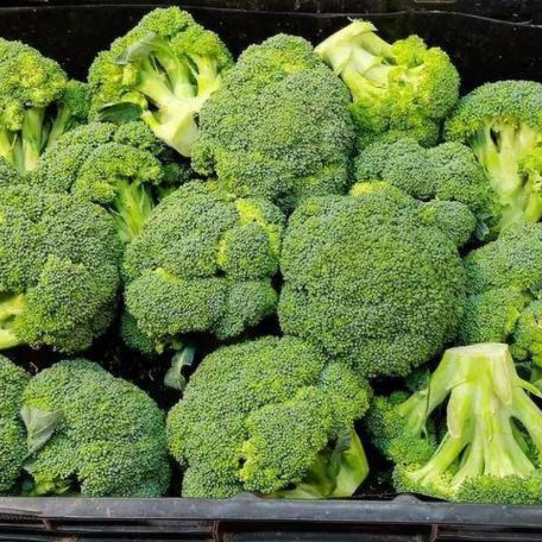 Waltham 29 Broccoli Seeds - Heirloom Seeds, Cold Tolerant, Dwarf Plant, Container Garden, Fall Garden, Brassica Oleracea, Non-GMO(20 Seeds)