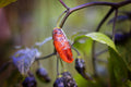 Hallows Eve pepper seeds