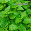 1000 Organic Mint Seeds - Heirloom, Non-GMO for Herbal Teas  Garden Planting