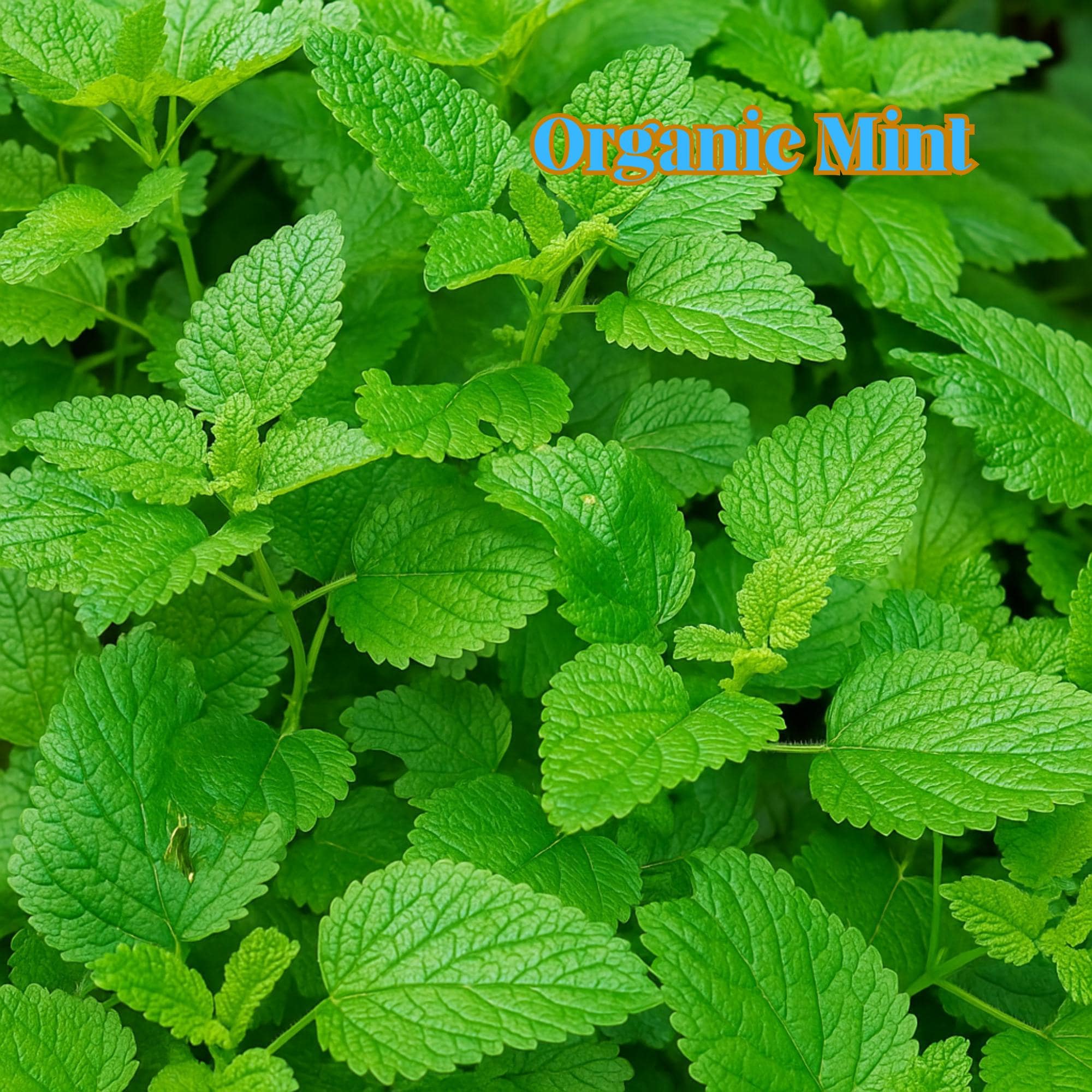1000 Organic Mint Seeds - Heirloom, Non-GMO for Herbal Teas  Garden Planting