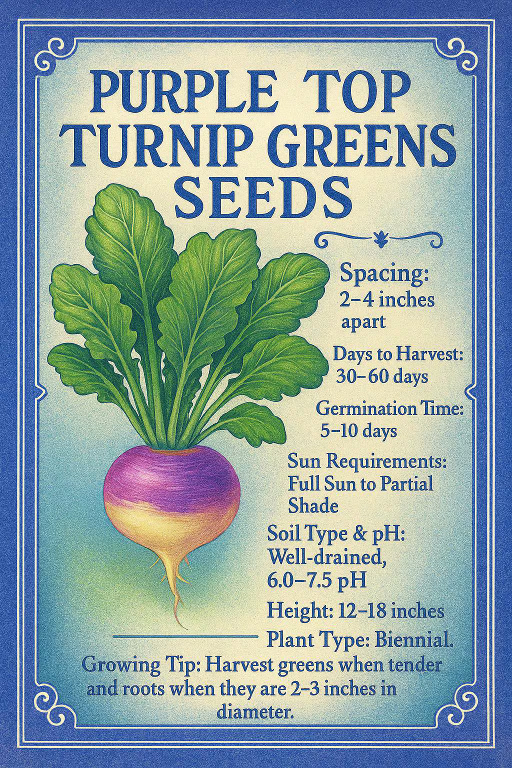 Purple Top Turnip greens seeds