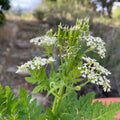 Sweet Cicely Seeds / Garden Myrrh Seed: White Umbel Flowers, Licorice Fennel Scent,Perennial Tea Plant Beautiful Illustration Bulk or Packet(Packet: 20 seeds)