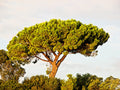 5 Pine Nut ITALIAN STONE PINE Pinus Pinea Umbrella Tree Seeds