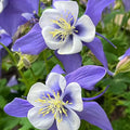 1000 Blue Columbine Flower Seeds – Heirloom Non-GMO Aquilegia caerulea for Shade Gardens, Borders, and Pollinator Habitats