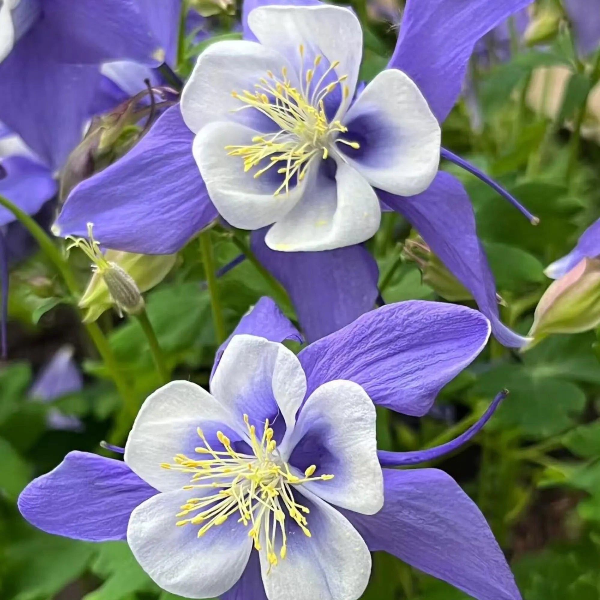 1000 Blue Columbine Flower Seeds – Heirloom Non-GMO Aquilegia caerulea for Shade Gardens, Borders, and Pollinator Habitats