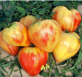 Orange Oxheart Tomato Seeds 50 Ct Vegetable Heirloom NON-GMO INDETERMINATE