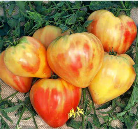 Orange Oxheart Tomato Seeds 50 Ct Vegetable Heirloom NON-GMO INDETERMINATE