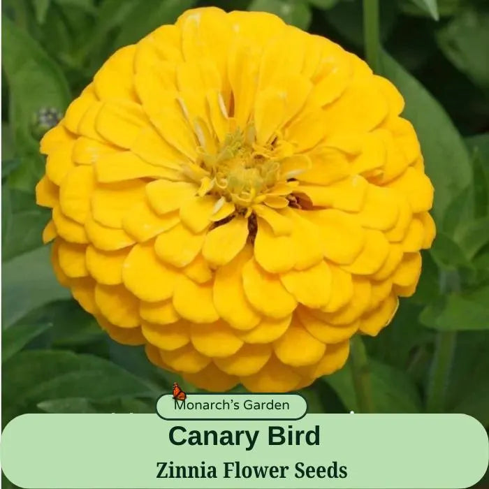 Zinnia Canary Bird - Large Blooms, Flower Seeds, Container Garden, Zinnia Seed Packet, Zinnia Flower Seeds, Pollinator