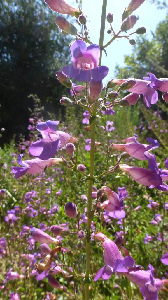 Penstemon grandiflorus (Large Flowered Beardtongue) 20 Flower Seeds