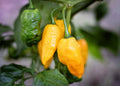 Pineapple Ghost pepper seeds