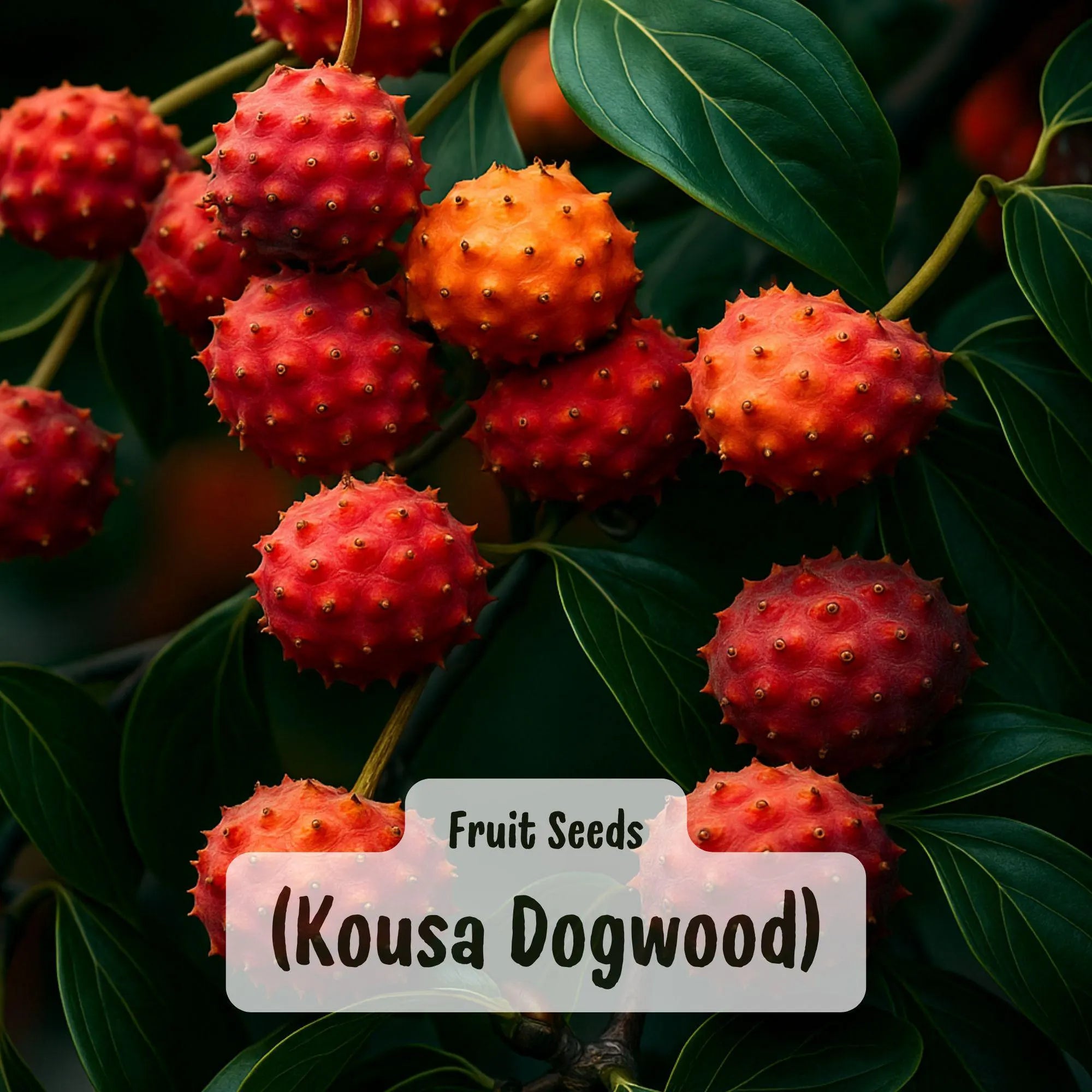 Kousa Dogwood 5 Seeds: Chinese Milky Way Tree Hardy White Flower Red Berry