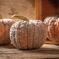 Pumpkin Black Futsu Squash x 10 Seeds