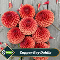 Copper Boy Dahlia Seeds - Perennial -Fast Growing- Open-Pollinating -Heirloom -Authentic - Clumping-Easy to Grow - #D048