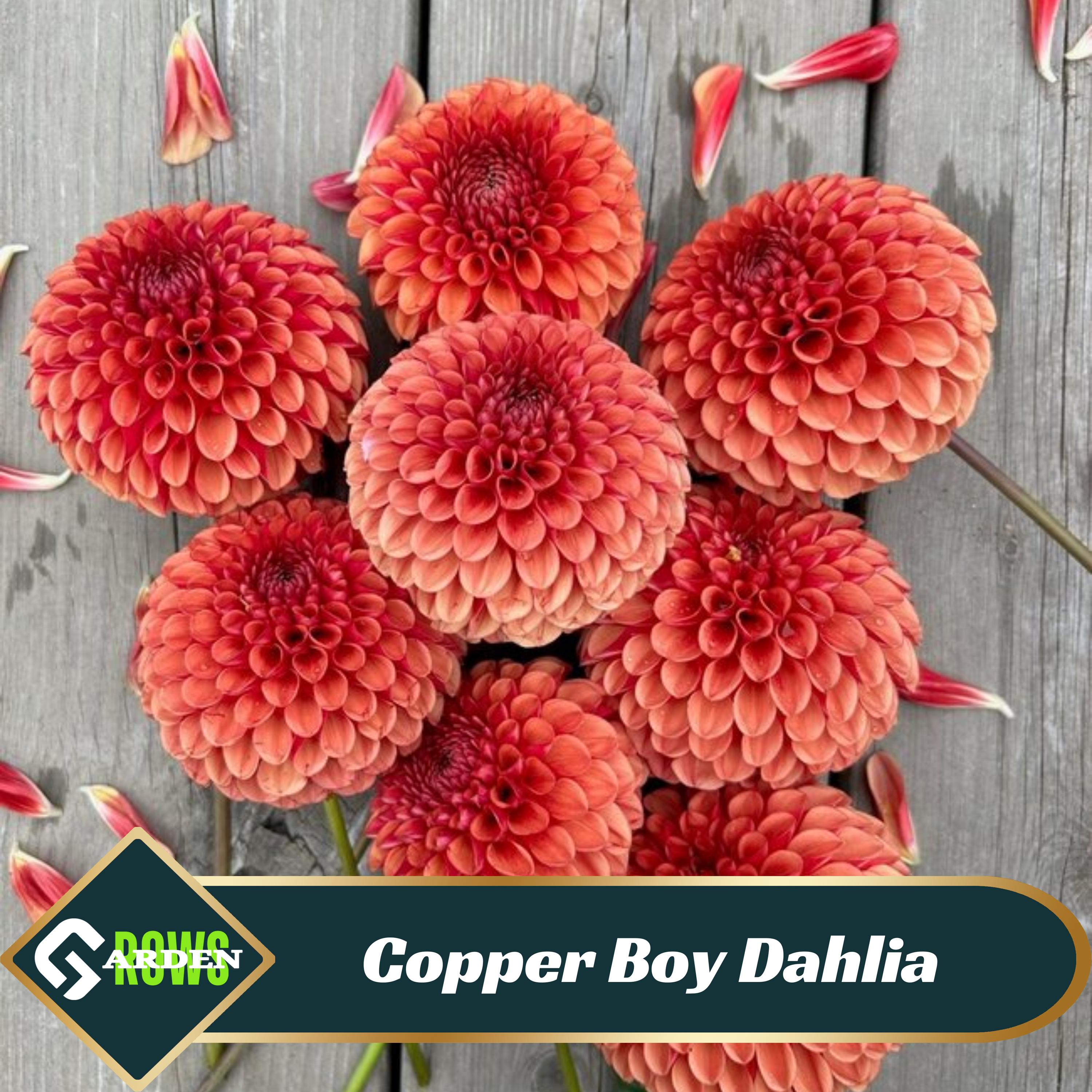 Copper Boy Dahlia Seeds - Perennial -Fast Growing- Open-Pollinating -Heirloom -Authentic - Clumping-Easy to Grow - #D048