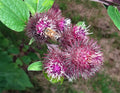 BURDOCK Seeds *Free Shipping!* Fresh  Organic Arctium lappa Seeds, Purple Outdoor Flower Seeds Bulk | Thorny Burr Edible Burdocks(50 Seeds)