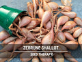 Zebrune Shallot Seeds – Banana Shallot, Mild  Sweet, Large Yields First Year, Non-GMO, Easy to Grow | 25 Seeds