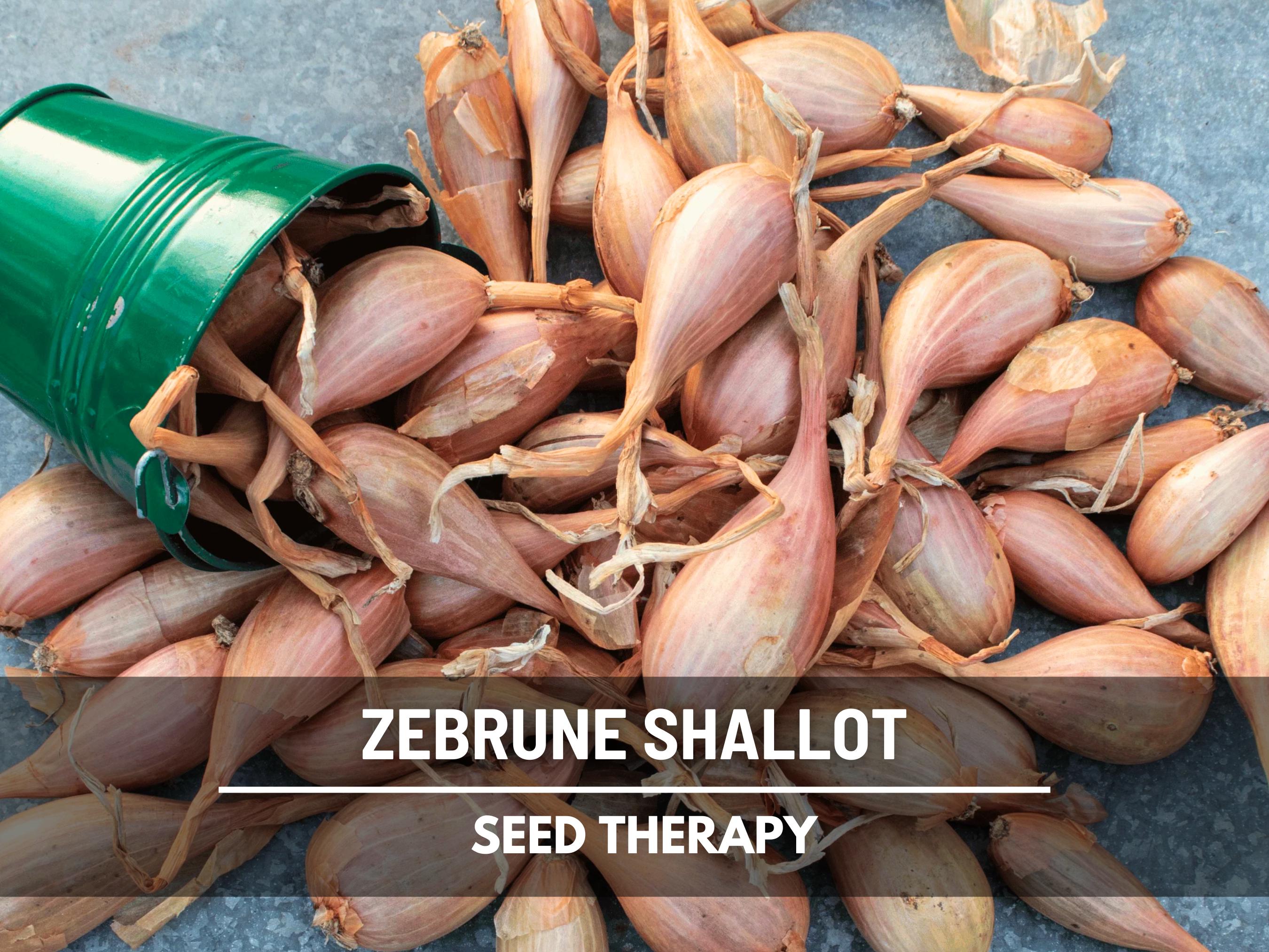 Zebrune Shallot Seeds – Banana Shallot, Mild  Sweet, Large Yields First Year, Non-GMO, Easy to Grow | 25 Seeds