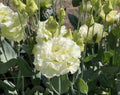 Voyage 2 Green II (F1) Lisianthus Seeds, Pelleted, Non-GMO, Eustoma grandiflorum(60 Seeds)