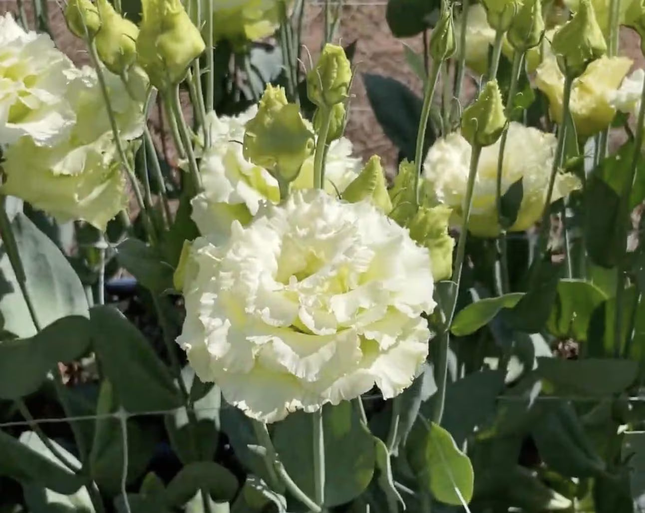 Voyage 2 Green II (F1) Lisianthus Seeds, Pelleted, Non-GMO, Eustoma grandiflorum(60 Seeds)
