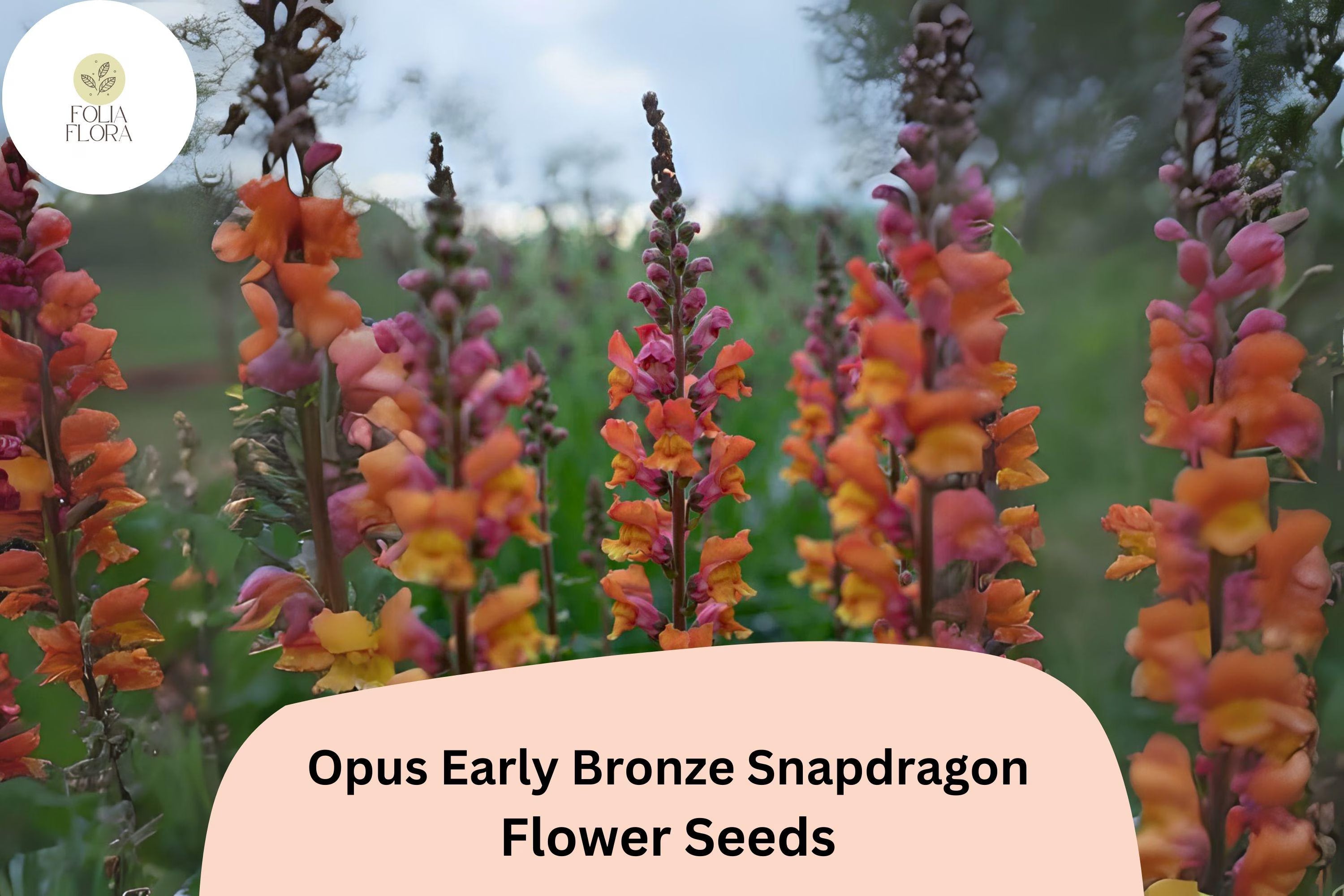 Antirrhinum majus Opus Early Bronze Snapdragon Seeds – 1000+ Warm Copper-Toned Blooms for Garden  Cut Flowers