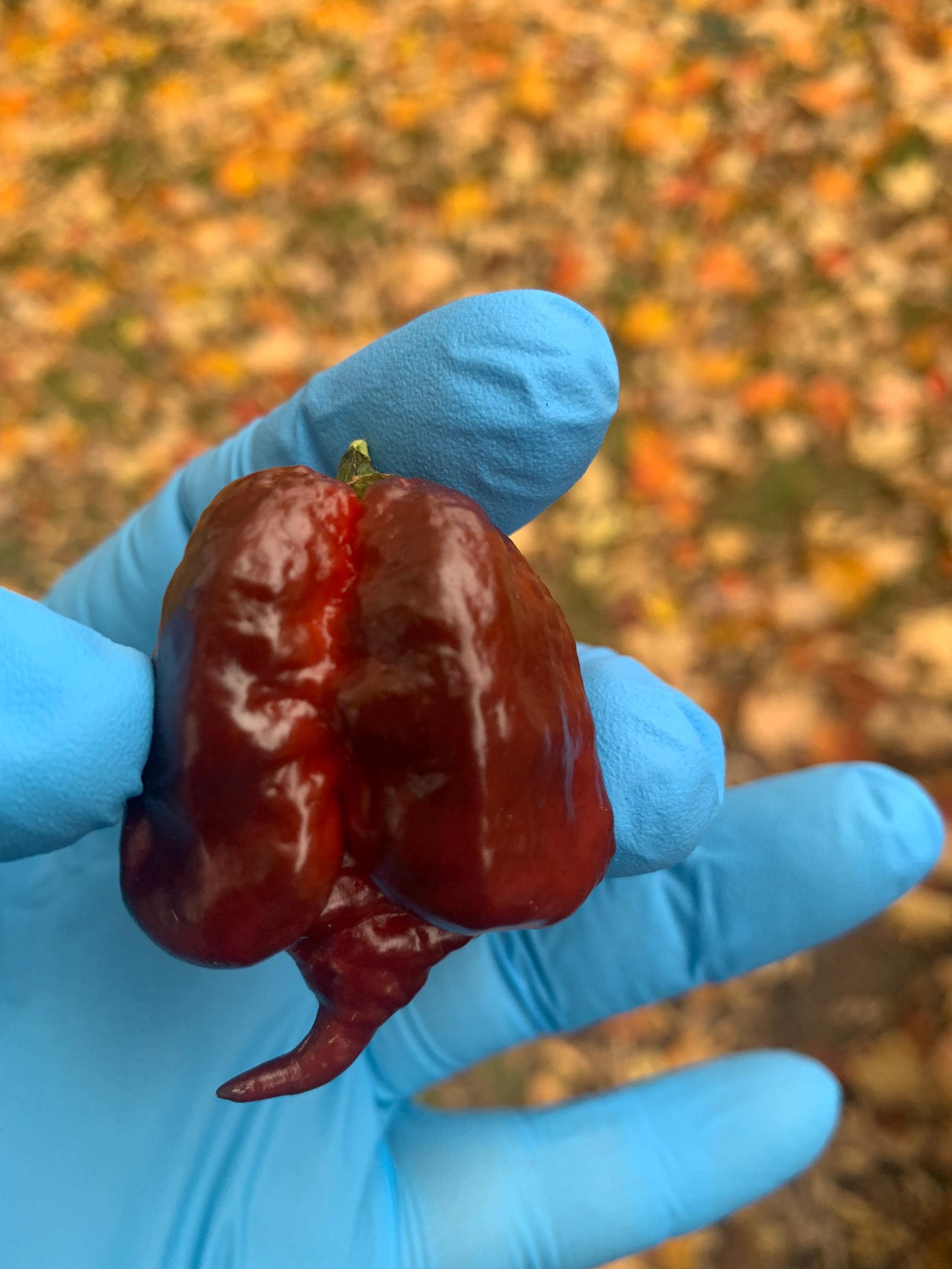 Orion Super Hot Pepper Seeds (12 seeds)