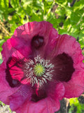 Poppy Lauren#39;s Grape seeds