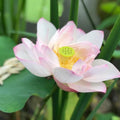 Sacred Lotus Seeds – Heirloom Flower, Pink Blooms, Bonsai or Pond, Medicinal Herb, Edible, Open Pollinated | 3/15/30 Seeds(3 Seeds)