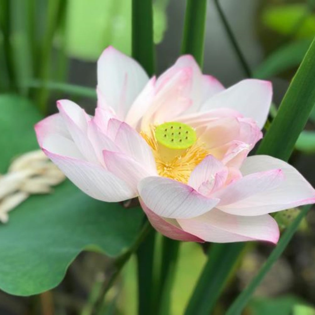 Sacred Lotus Seeds – Heirloom Flower, Pink Blooms, Bonsai or Pond, Medicinal Herb, Edible, Open Pollinated | 3/15/30 Seeds(3 Seeds)