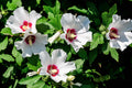 20/100/200 Mixed Colors ROSE Of SHARON HIBISCUS Syriacus Flower Tree Bush Seeds Mix(20 Seeds)
