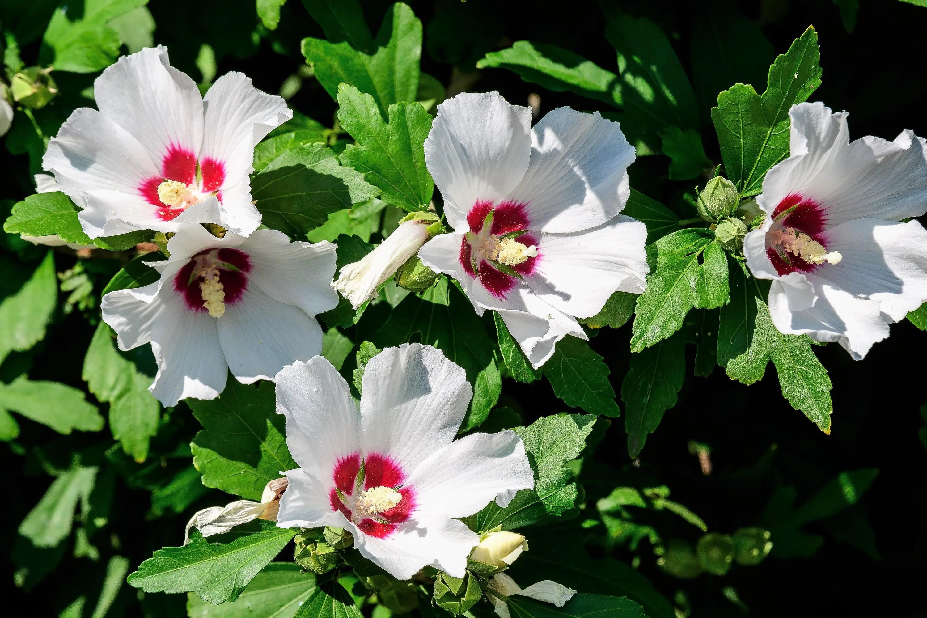 20/100/200 Mixed Colors ROSE Of SHARON HIBISCUS Syriacus Flower Tree Bush Seeds Mix(20 Seeds)