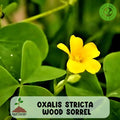 50 Yellow Wood Sorrel Seeds (Oxalis stricta),  Yellow Wood Sorrel, Organic Lemon Clover, Ground Cover Flower