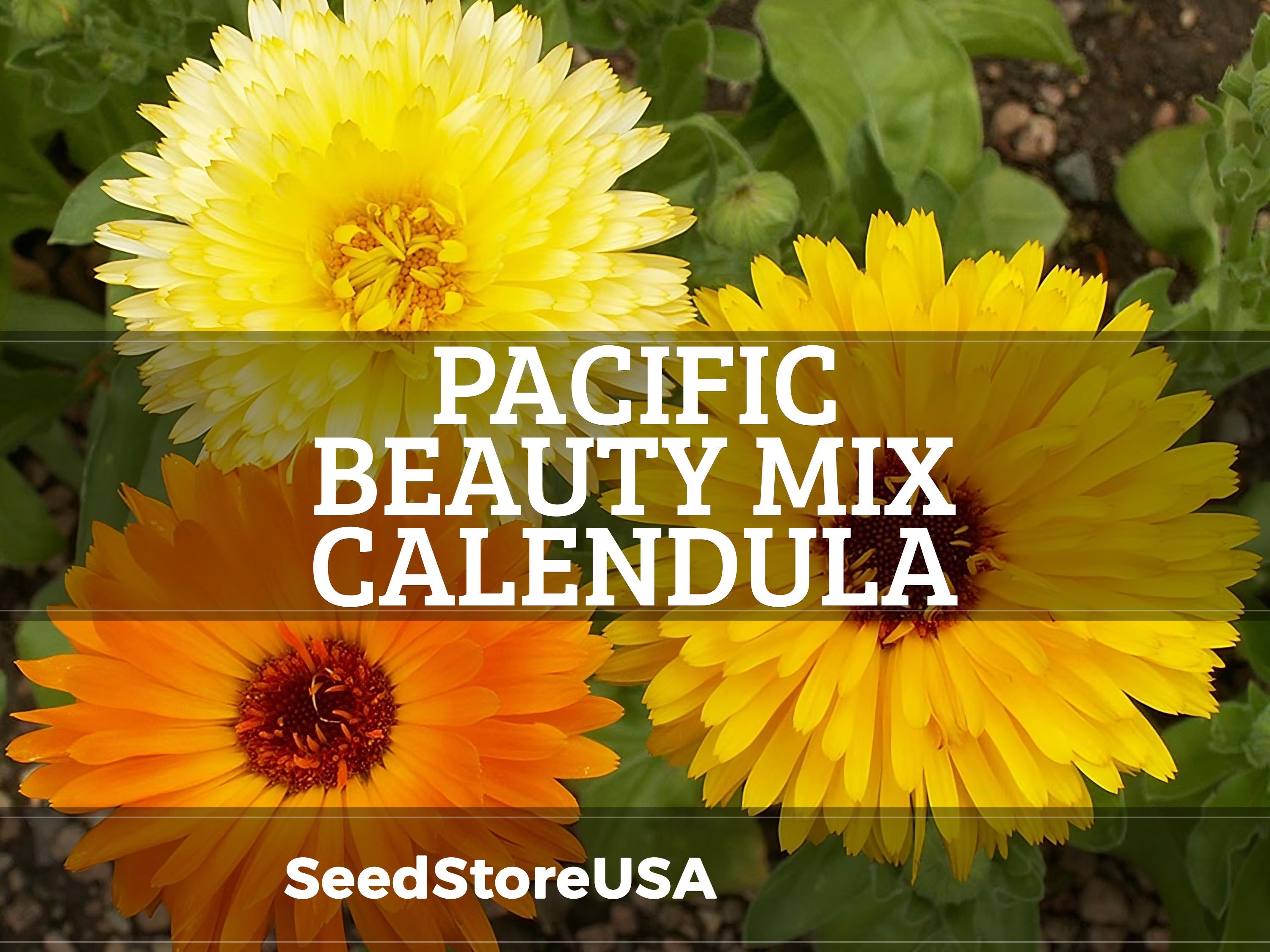 Pacific Beauty Mix Calendula Seeds | Calendula Officinalis | Non-GMO | Flower Seeds | Seed Store | 1205(50 Seeds)