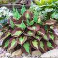 400/2400/4800pcs Mixed Rare Hosta Seeds for Planting-Attract Pollinators Perennial Garden Decoration(400pcs)