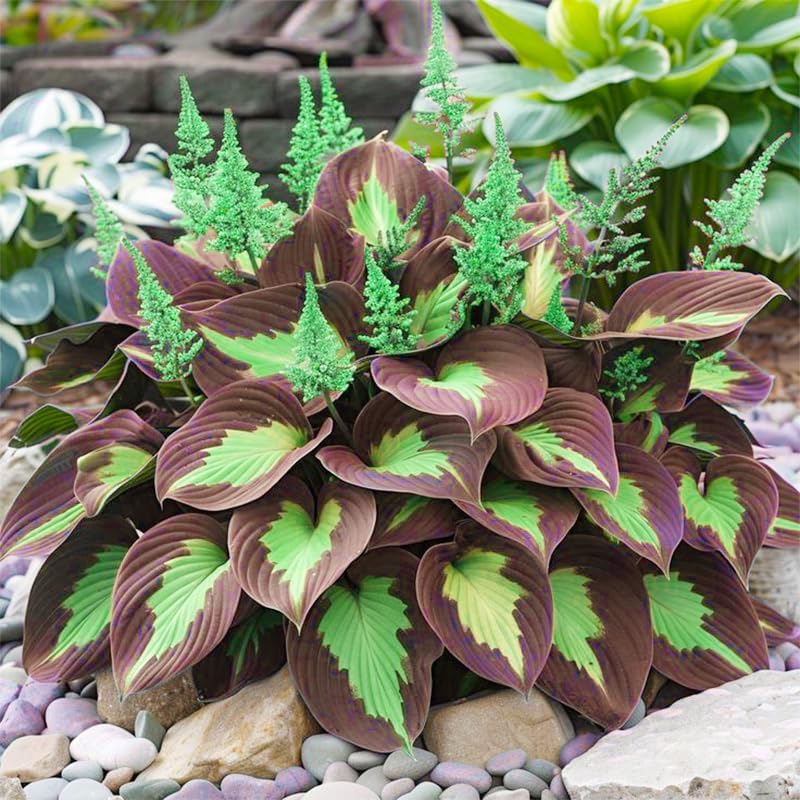 400/2400/4800pcs Mixed Rare Hosta Seeds for Planting-Attract Pollinators Perennial Garden Decoration(400pcs)