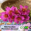 Pink Purslane (Portulaca oleracea) Seeds - Low Maintenance,Ground Cover, Attracts Pollinators, Plant in Spring/Summer
