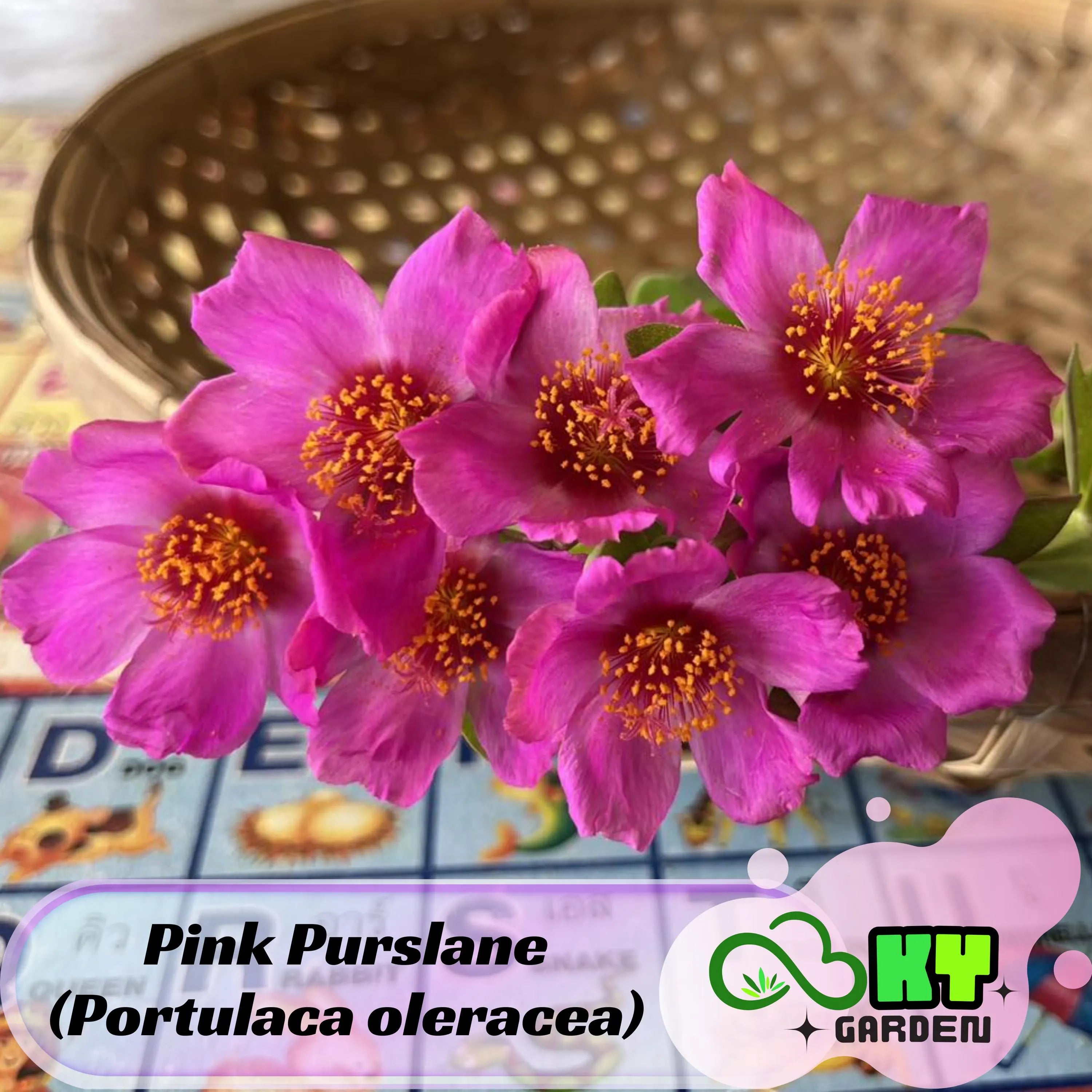 Pink Purslane (Portulaca oleracea) Seeds - Low Maintenance,Ground Cover, Attracts Pollinators, Plant in Spring/Summer