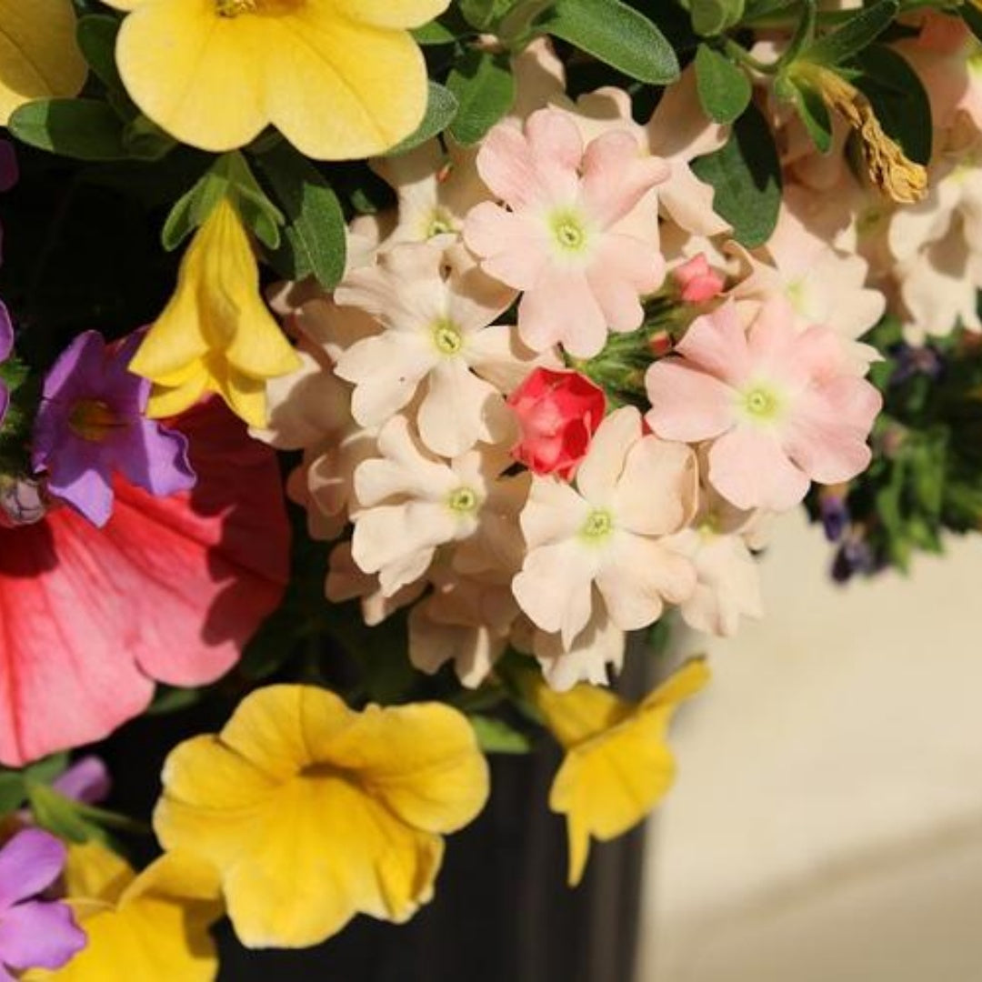 Easter Basket Petunia Seeds, Limbo Series, Pelleted for easier sowing and germination, Petunia Hybrida(6 Seeds)