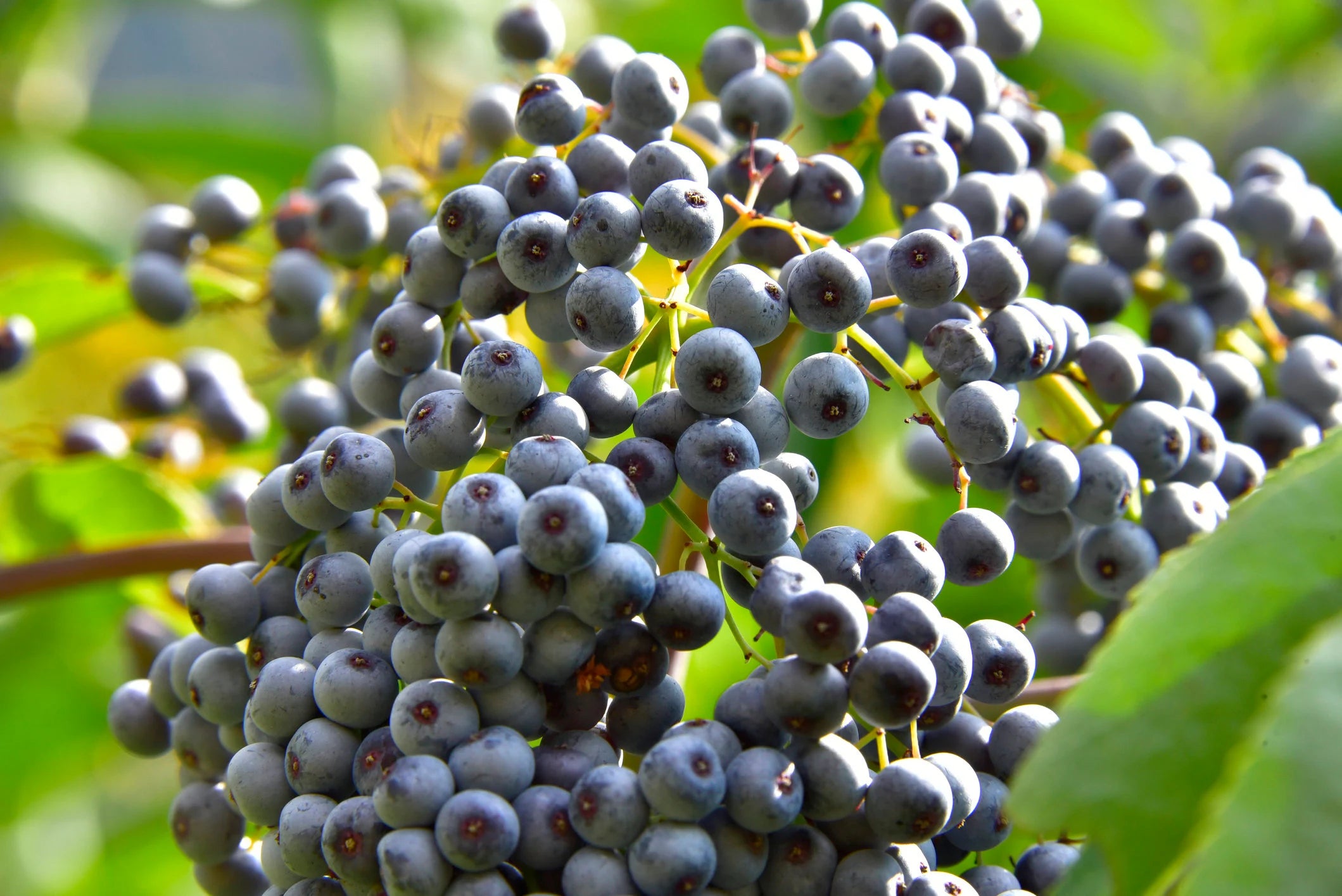 Blue Elderberry 150+ Seeds (Sambucus Caerulea) | Medicinal Herb Fruit Flower Tree