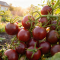 Black Cherry Tomato Seeds | Heirloom Non-GMO, Sweet  High Yield(30)