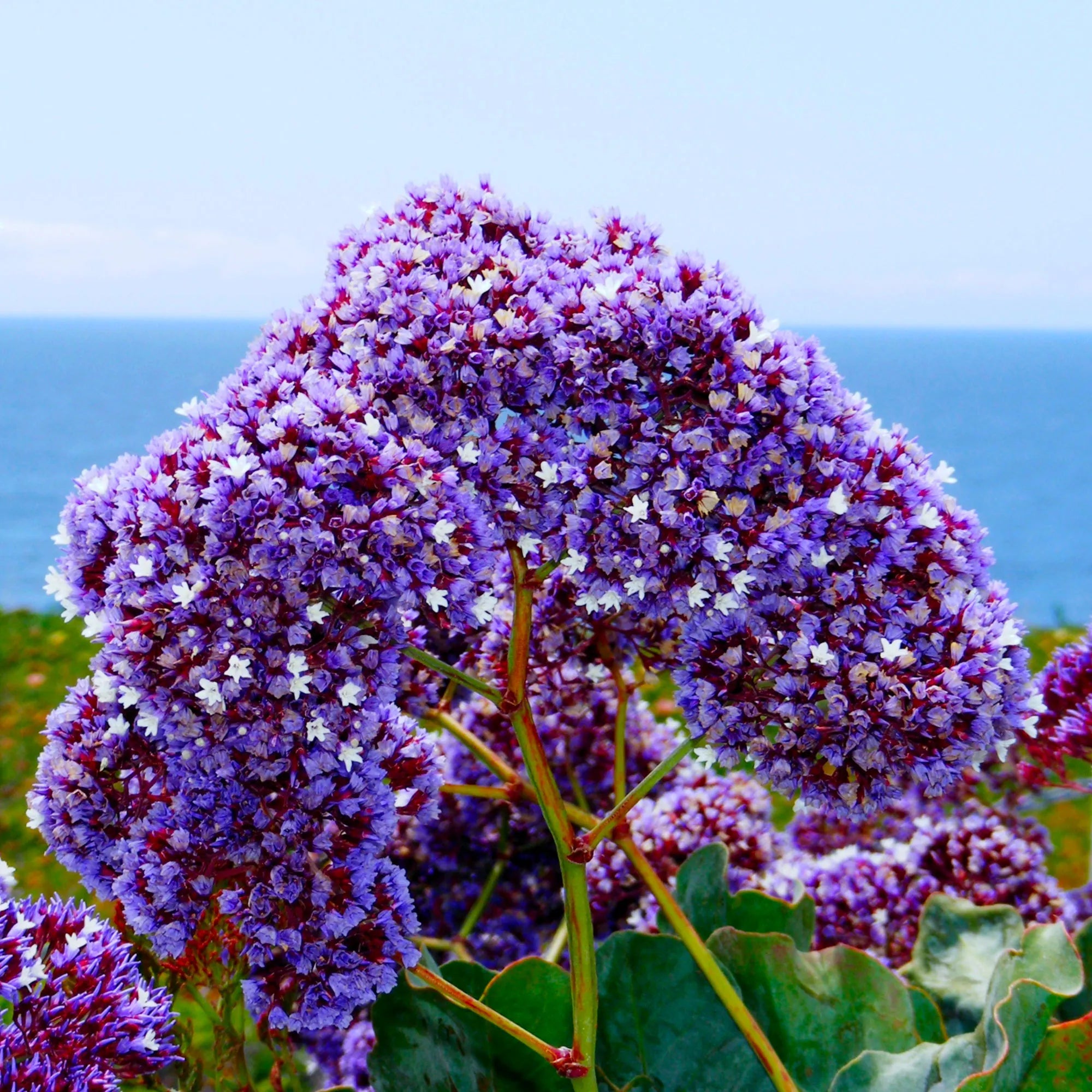 Sea Lavender Flower Seeds - Grow Beautiful Flowers Indoors, Outdoors, In Pots, Grow Beds, Soil, Hydroponics  Aquaponics