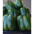 Currier Hybrid Sweet Bell Pepper Seeds(10 Seeds)