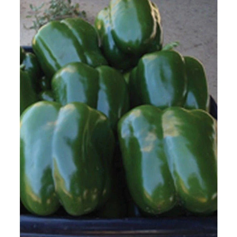 Currier Hybrid Sweet Bell Pepper Seeds(10 Seeds)