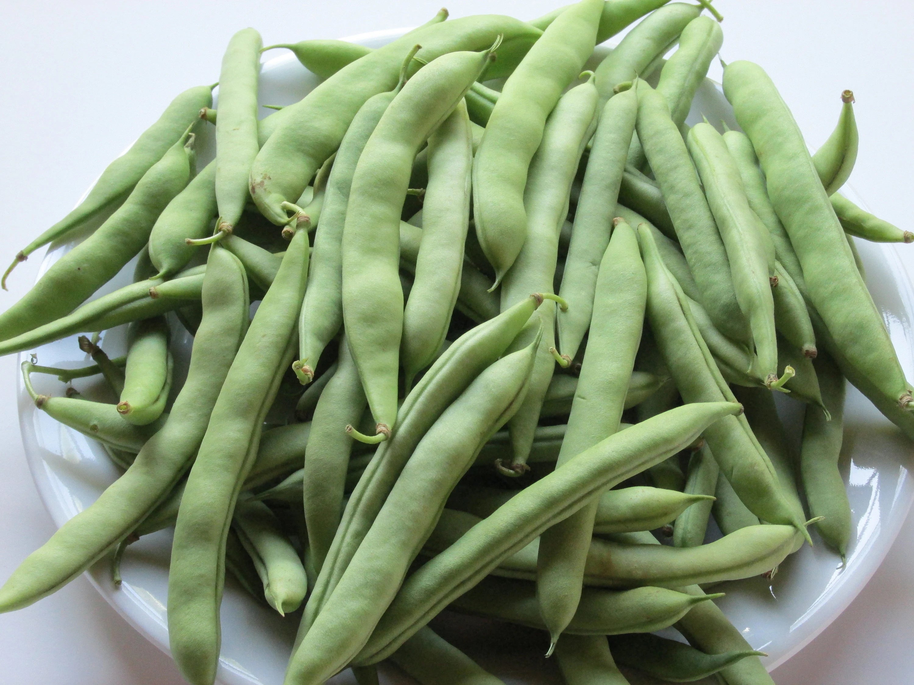 WHITE HALF RUNNER Green Bean - Heirloom - Old Time Southern Favorite- Pkt 100 Seeds