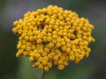GOLDEN FERNLEAF YARROW Seeds *Free Shipping!* Fresh  Organic Achillea filipendulina Seeds for Planting | Fernleaf Yellow Yarrow Herb Seeds(500 Seeds)
