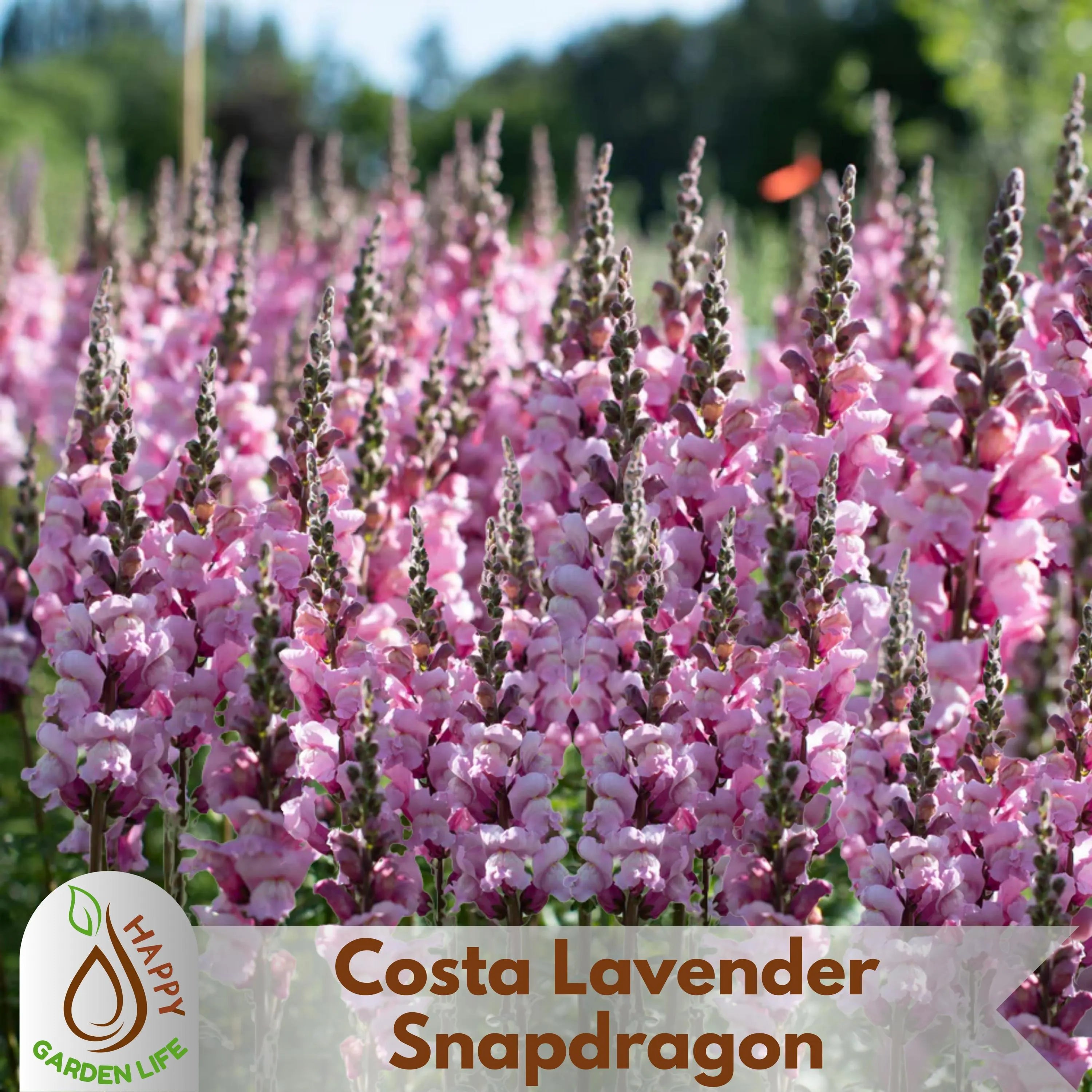 15+ Seeds| Costa Lavender Snapdragon Seeds - Attracts pollinators -Open-Pollinating - Plant before the frost/after frost #54