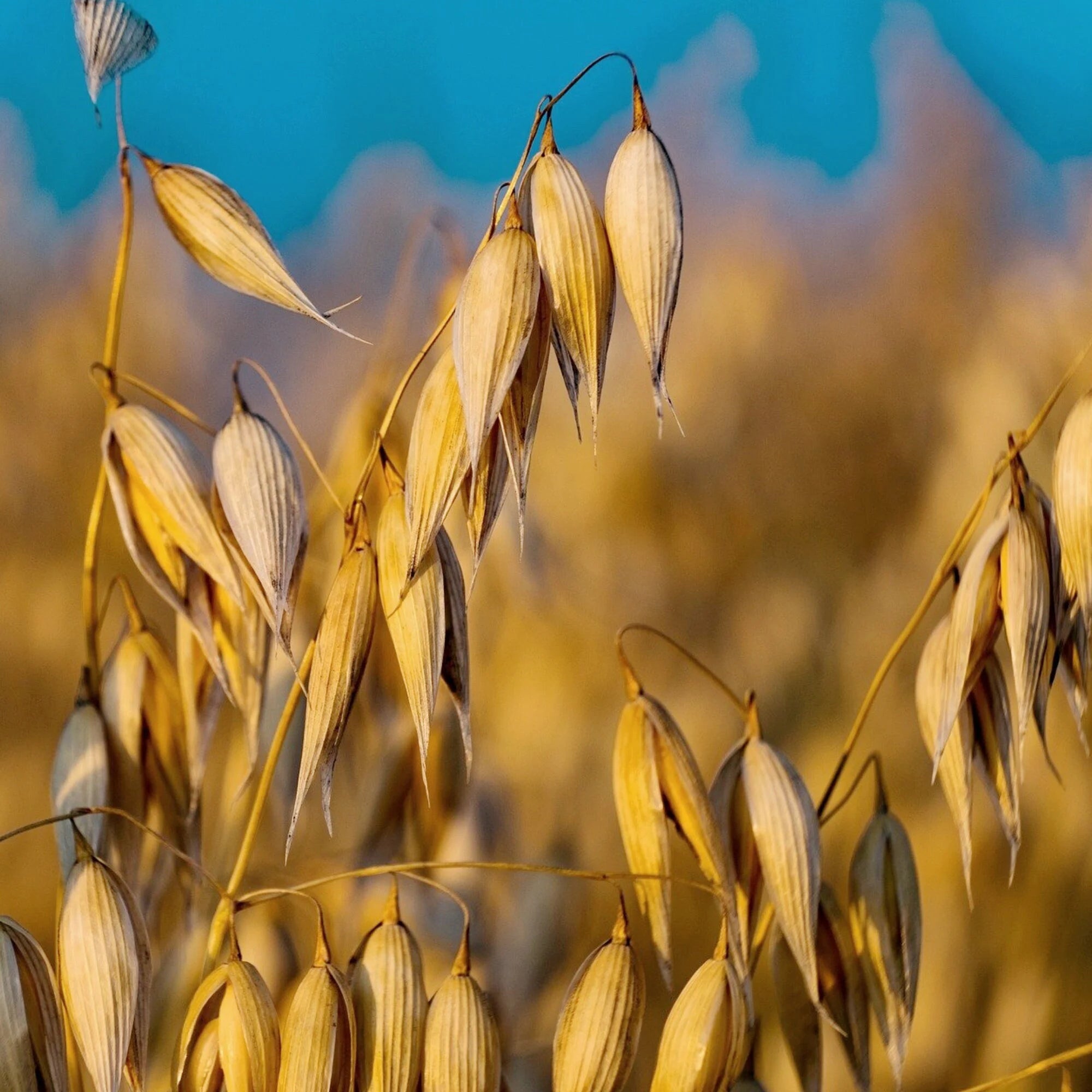 Oats Seeds - Organic, Heirloom, Open Pollinated, Non GMO - Grow Indoors, Outdoors, In Pots, Grow Beds, Soil, Hydroponics  Aquaponics