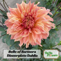 40 Seeds | Giant Dinnerplate Dahlia Belle Seeds - Pollinator Friendly- Open Pollinated -Heirloom - Flower Seeds - Mix Seeds to Plant -#D036.
